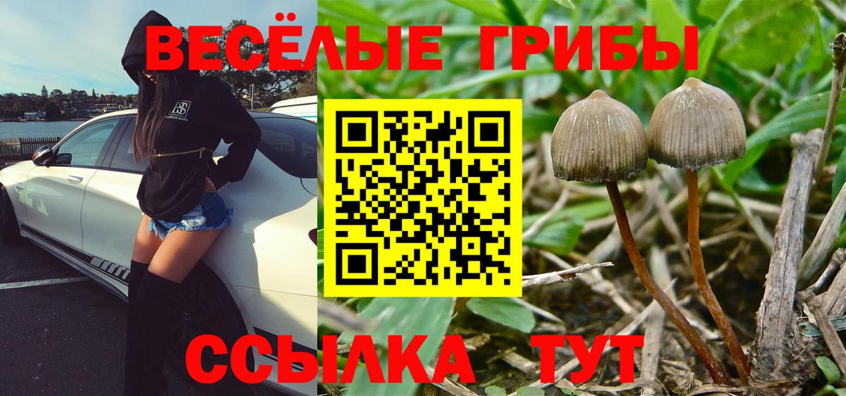 Александров  Галлюциногенные грибы GOLDEN TEACHER  Вход с VPN 